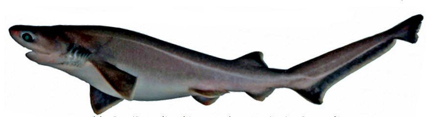 Hexanchus griseus_001.jpg